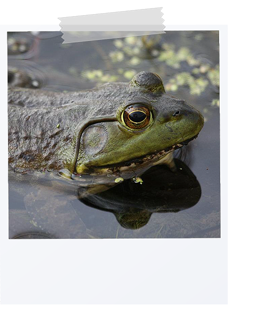 picture of a bull frog